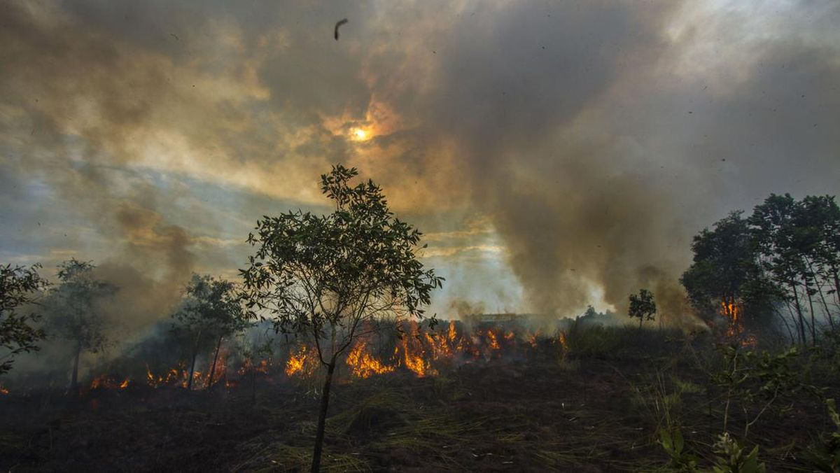 Kebakaran Hutan di Kalimantan Jadi Perhatian, Masyarakat Diimbau Jaga Lingkungan